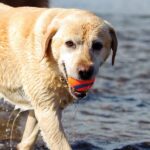 Ultra Bounce Ball - Image 2