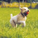 Ultra Bounce Ball - Image 3